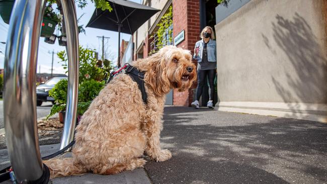 Beckie Peel said she no longer felt comfortable leaving her dog Inca outside cafes or tied up during errands. Picture: Mark Stewart