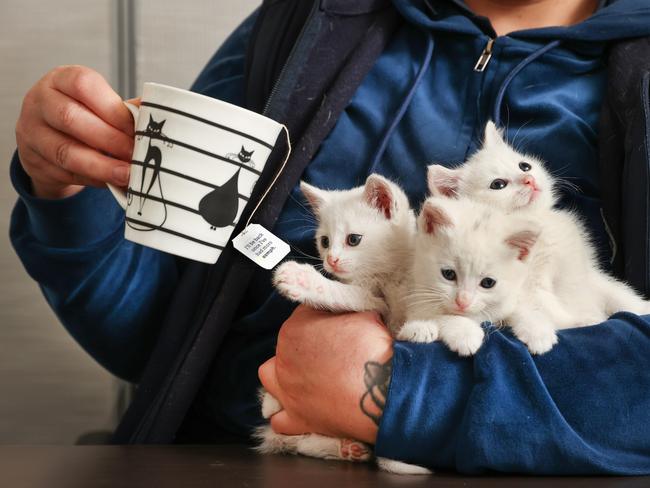 Lost Dogs Home are about to do a state wide call out for around 250 new foster carers to join our team. Three six week old domestic short hair kittens are cuddle by a carer on a tea break.                      Picture: David Caird