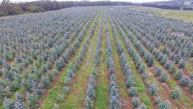 A Midway plantation in south west Victoria. Photo: supplied