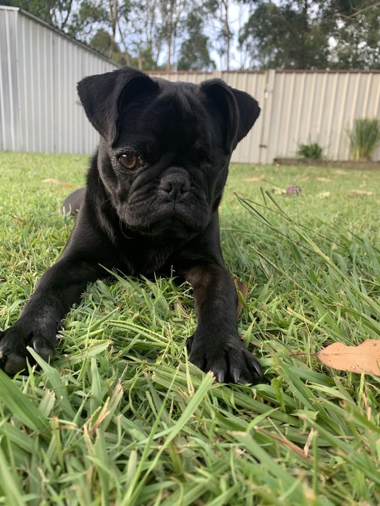 Pablo Salisbury – Pablo also known as “Pirate Pug” sadly lost his eye at 12 weeks old. Pablo has a wild personality, full of energy, is always ready to play and smile. He shares so much love and welcomes everyone he meets. Having one eye doesn’t hold him back from anything, he’s always ready for his next adventure!