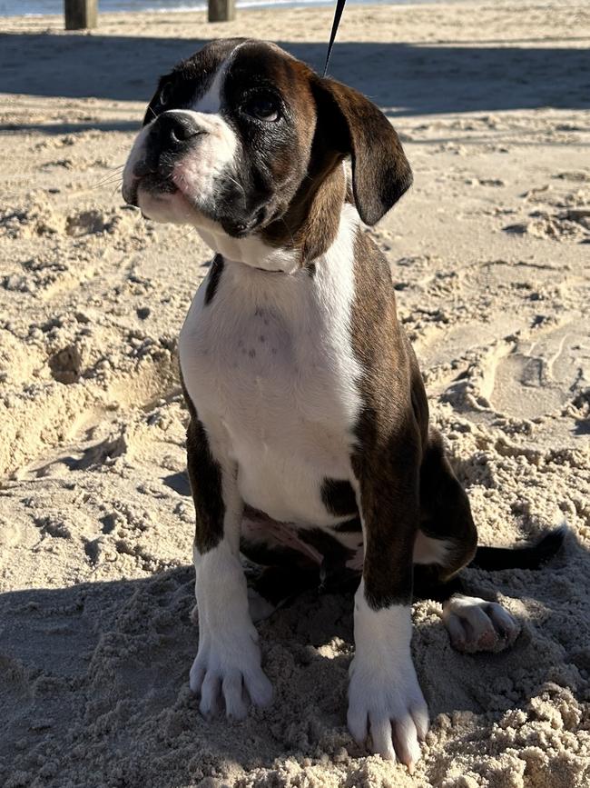 Charlie the boxer puppy at the fifth annual Boxer March at Brighton Beach on Sunday, April 28. Picture: MATTHEW WELCH