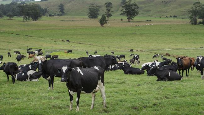 Dairy farmers, with small to large herd sizes across regions and states, make up the levy poll advisory committee. Picture: Zoe Phillips