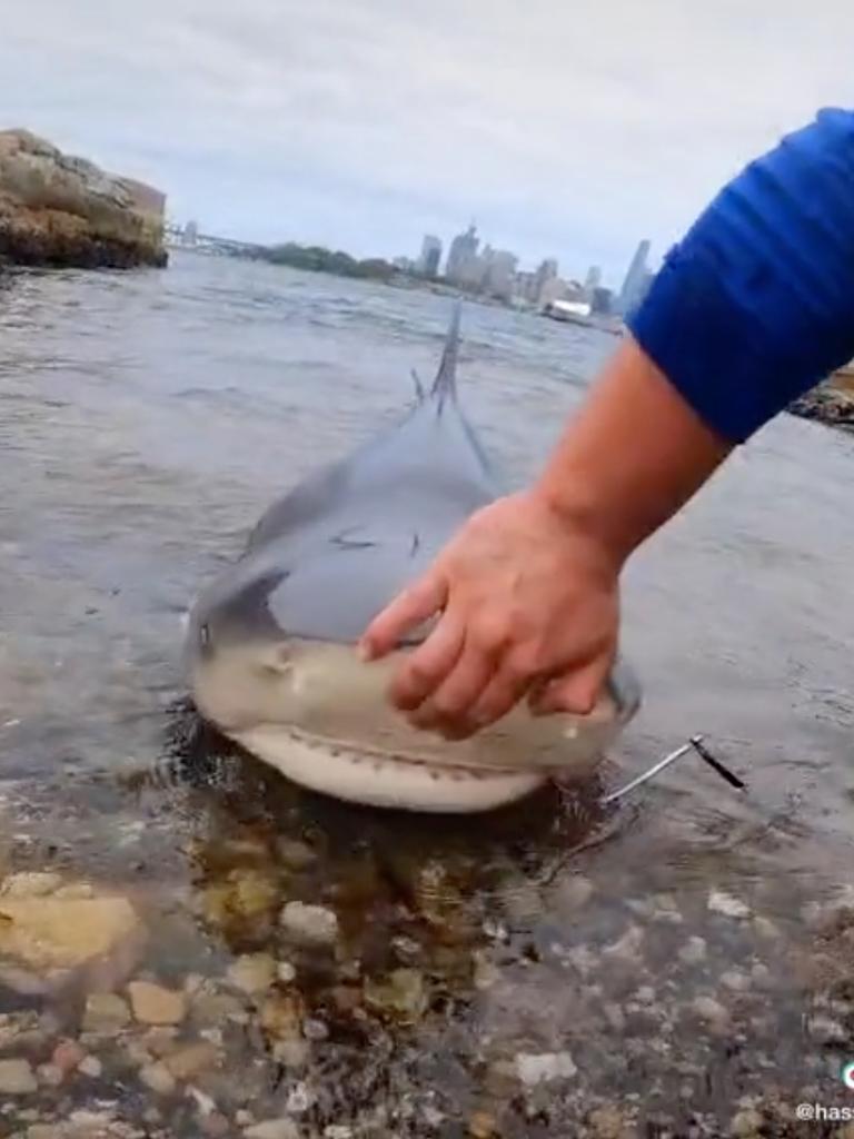 Bull sharks have can have more than 350 teeth. Picture: TikTok / @huss_fish