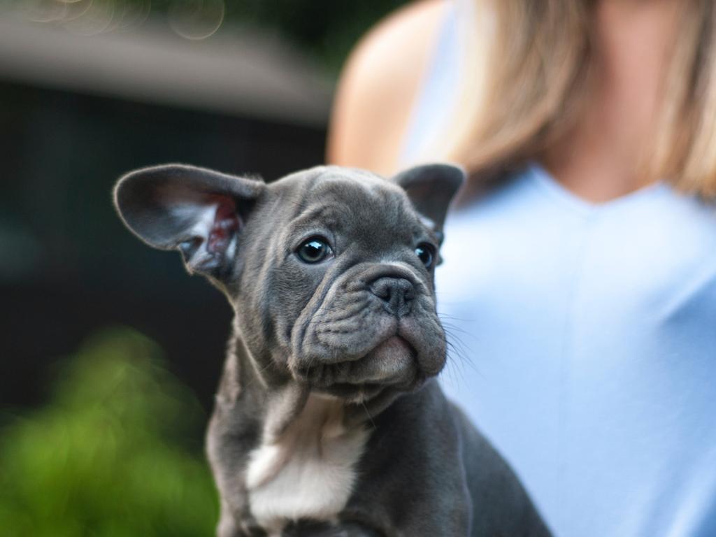 A French Bulldog Puppy. Picture: Mike Tinnion/Unsplash