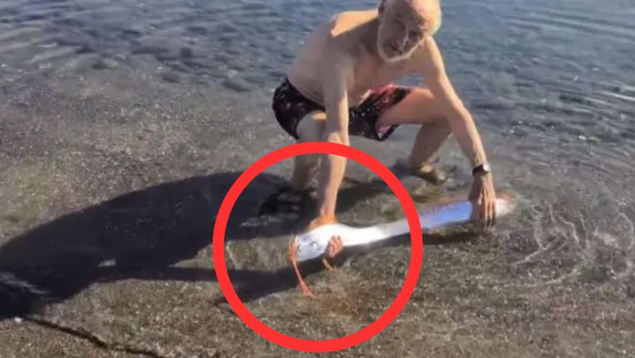 Bizarre theory as creature found on beach