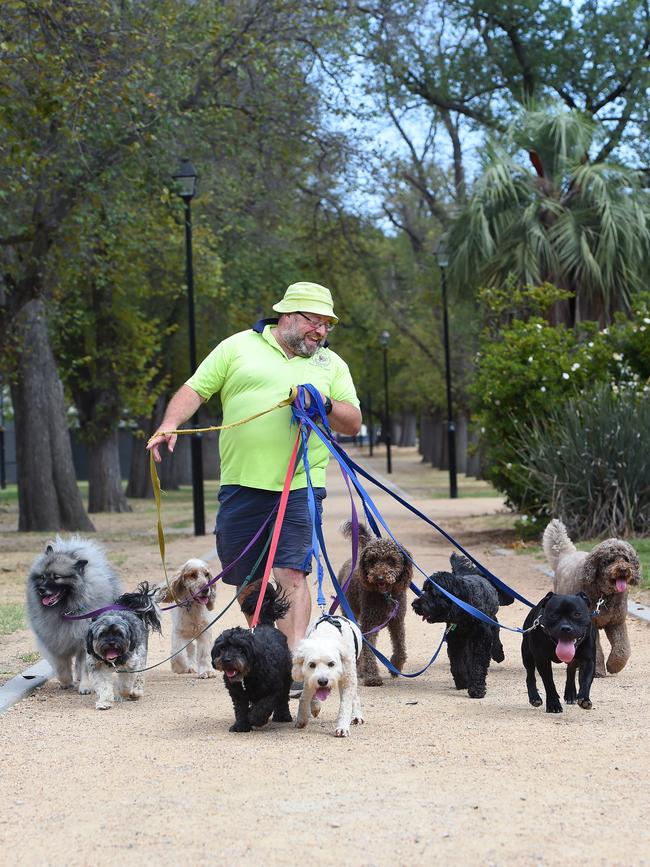 Dog walker Ken Phillips dislikes Stonnington council's new law which prevents anyone from walking more than four dogs at a time. Picture: Josie Hayden