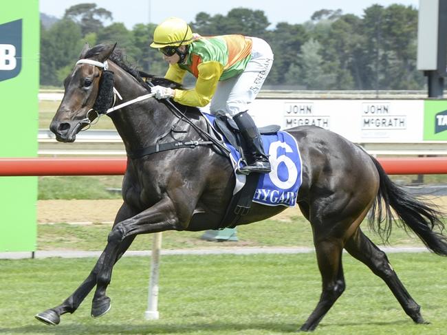 Trainer Norm Gardner expects Dorami to run out of her skin first-up at Wagga. Picture: Bradley Photos