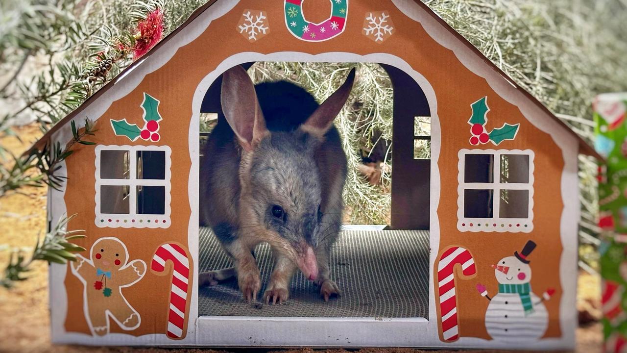 Santa Paws has visited the animals at Adelaide Zoo and Monarto Safari Park . Bilby Picture: ZoosSA