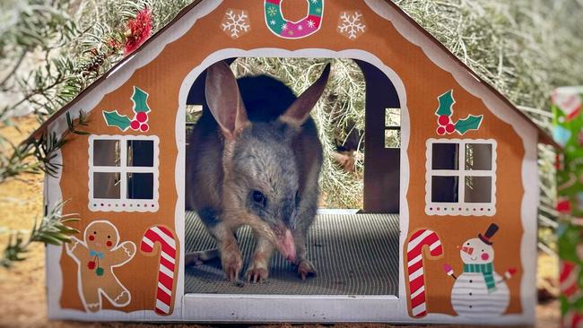 Santa Paws has visited the animals at Adelaide Zoo and Monarto Safari Park . Bilby Picture: ZoosSA