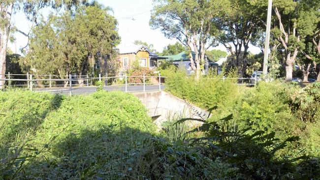 URBAN JUNGLE: The weeds around Christopher creek have been left to run wild. Picture: Tim Jarrett