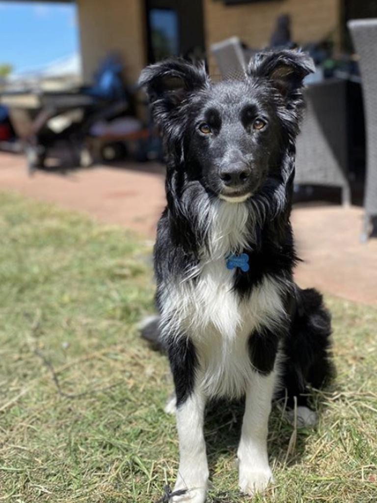 01/10/2020 - Ollie - dog, Kroll Garden Dog Park! Clontarf Picture: Chloe Storm