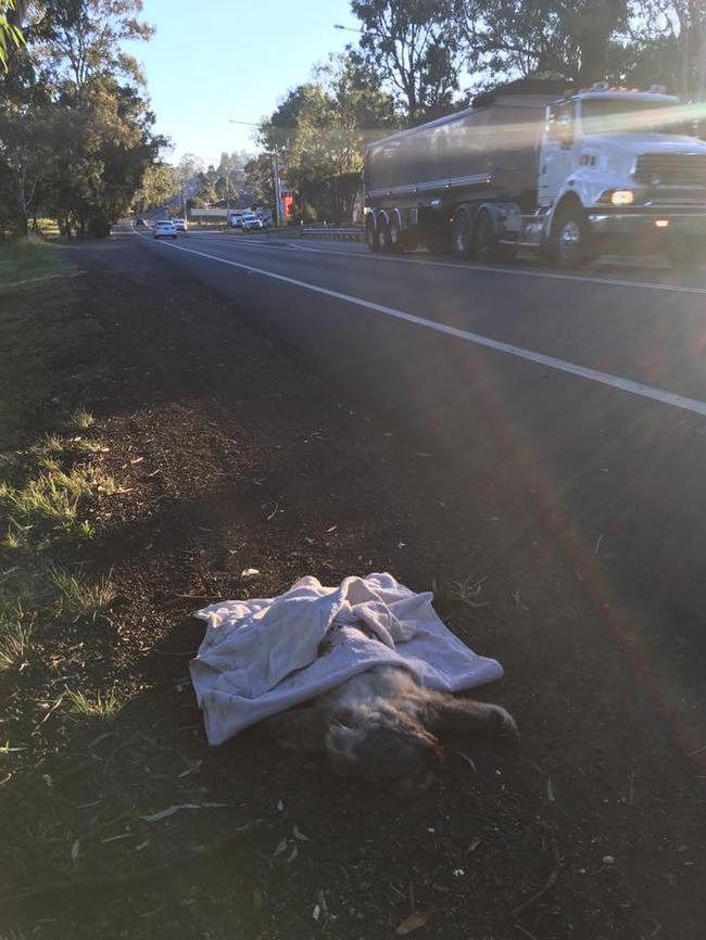 The mother koala killed on Appin Rd near the service station. Her Joey is still missing. Picture: Help Save the Wildlife and Bushlands in Campbelltown