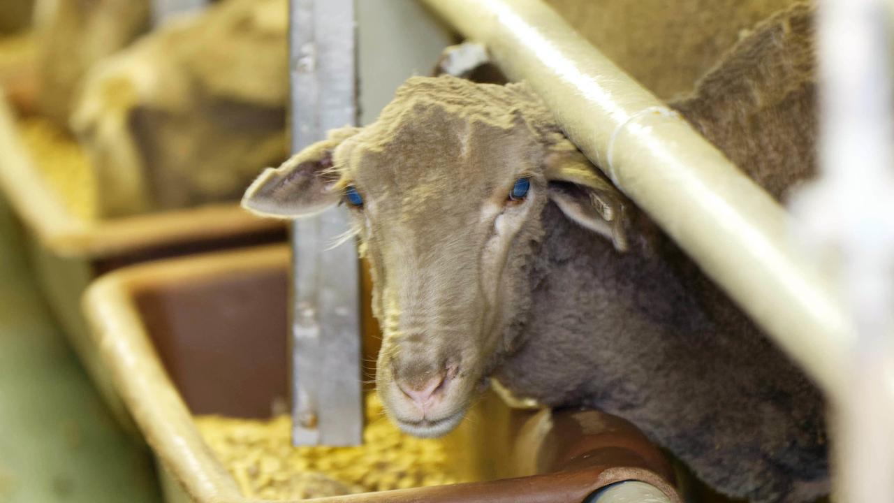 Labor has recommitted to its plan to phase out live sheep exports. Picture: AAP / Trevor Collens