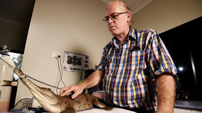 Animal Park head vet Steven Cutter, examines a fresh water crocodile. Picture: KERI MEGEUS