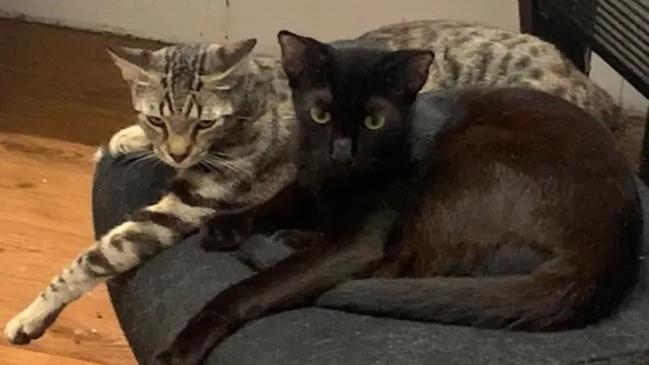 Brother and sister duo Bagheera and Nandi are available for adoption via AdoptMe Kittens. Photo: Supplied.