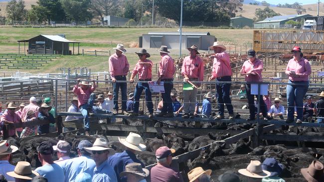 Omeo Angus sale saw plenty of competition for the 3394 head yarded.