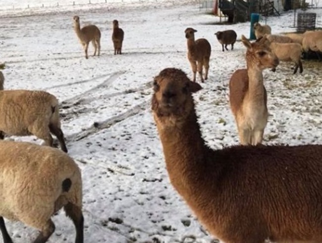 Alpacas at Bullarto South. Picture: Rod Irons