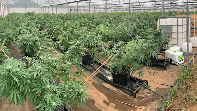 More than 3490 cannabis plants have been seized by police. Picture: NSW Police