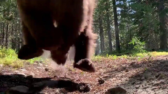 Black Bear Makes a Dash For Freedom Upon Release in Wyoming | Daily ...