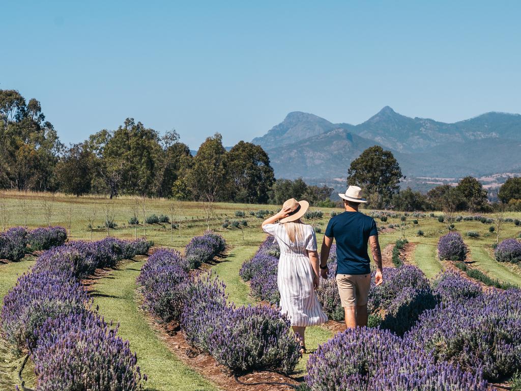 Enjoy the vines and fields of lavender.