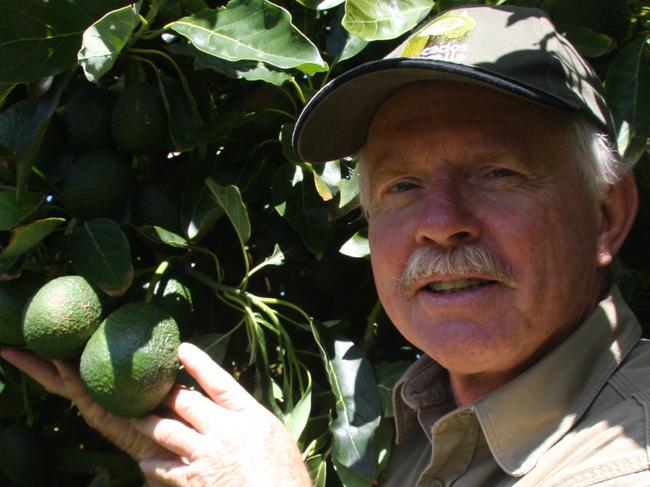 Paul Bidwell with some of the avocados they will soon be harvesting.