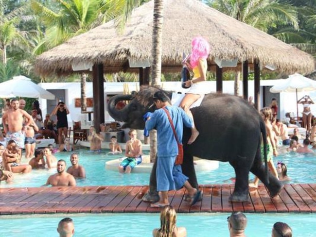 Another photo appears to show a woman with alcohol riding the elephant.