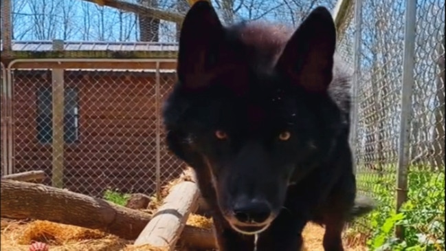 ‘Aggressive’ wolf dog meets a good human and here’s how he reacted