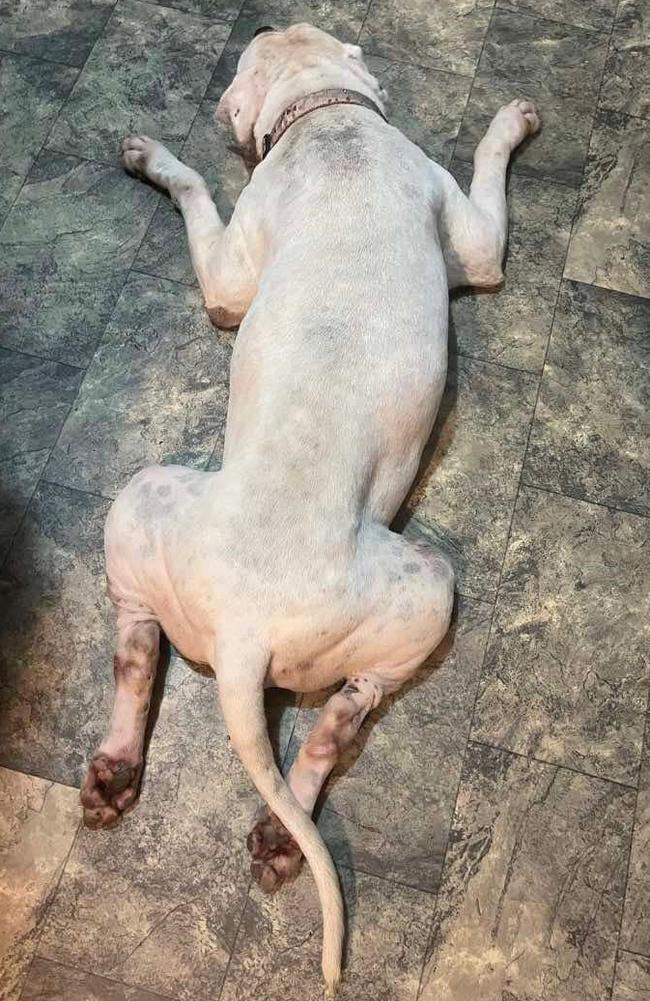 Photos of Buster the American Bulldog after being retrieved by his previous owner Amanda Purchase from the Mackay Regional Council pound on February 26, 2025