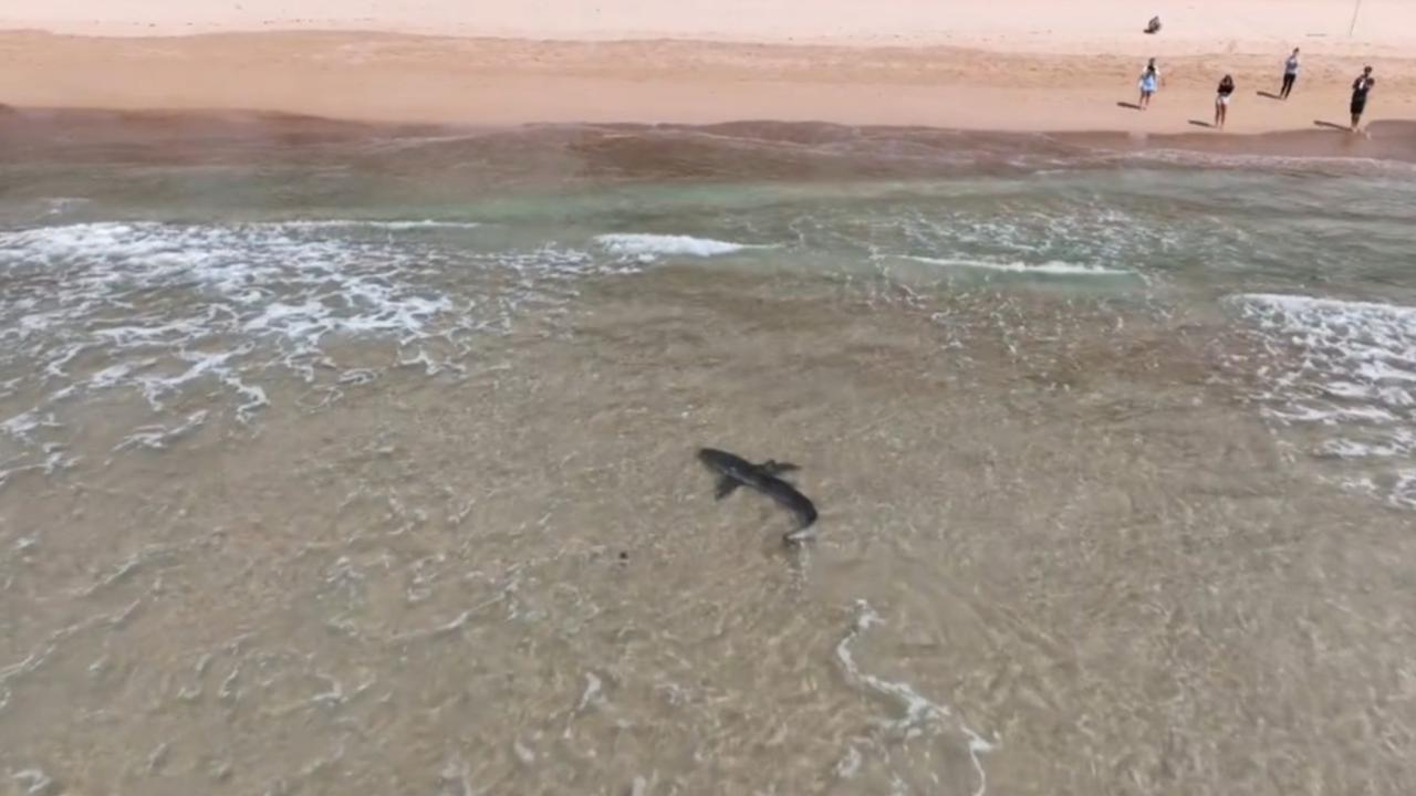 Beach-goers watched the shark splash through the shallows as it chased fish on Manly Beach. Picture: Instagram (scottwilliamsgram)