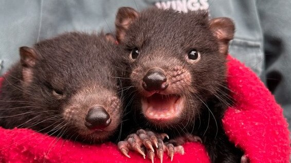 The two newest attractions at Wings Wildlife Park. Picture: Emma Faber.