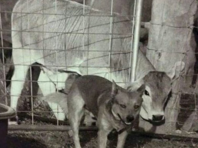 Cattle duffers often arrive with weapons and dogs.