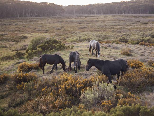 Up to 4000 horses will be removed from three areas in Kosciuszko National Park. Picture: Rohan Thomson