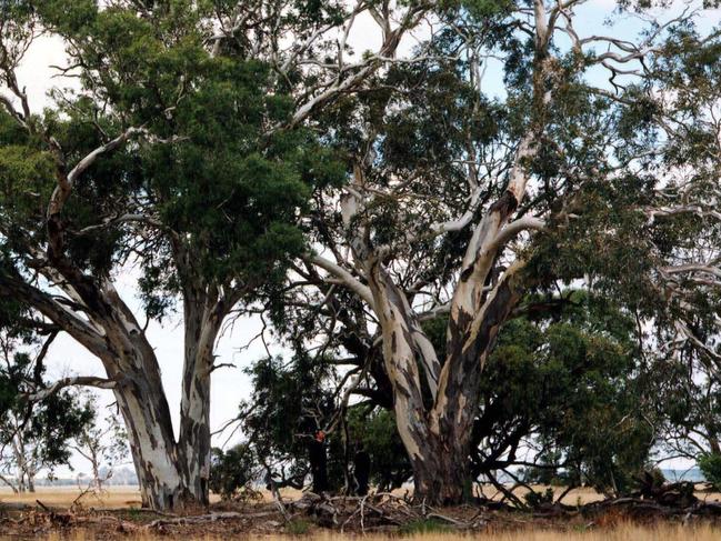 Wyperfeld National Park is found in northwest Victoria.