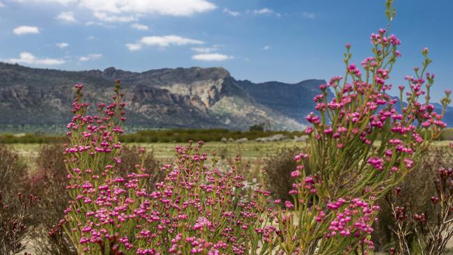 Wildflowers at The Grampians. Picture: Visit Victoria