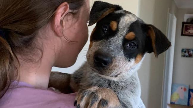 The handsome Rex won third place in the search for Gympie's cutest puppy of 2024.