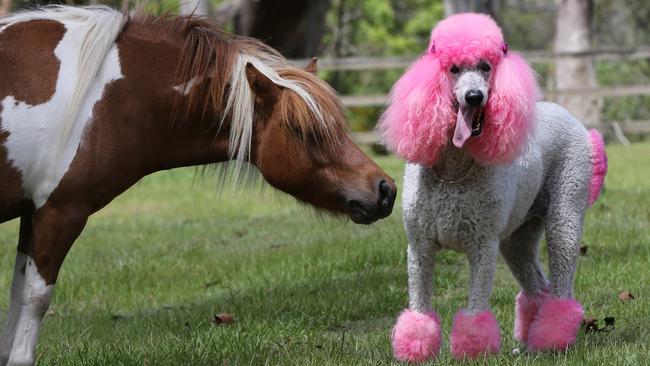 Coco with Maxi the miniature horse. Picture: Glenn Hampson