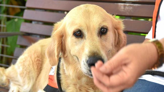 CLEVER CANINE: Evie the golden retriever is Gladstone's first story dog. She's on a mission to make reading fun for children. Picture: Noor Gillani