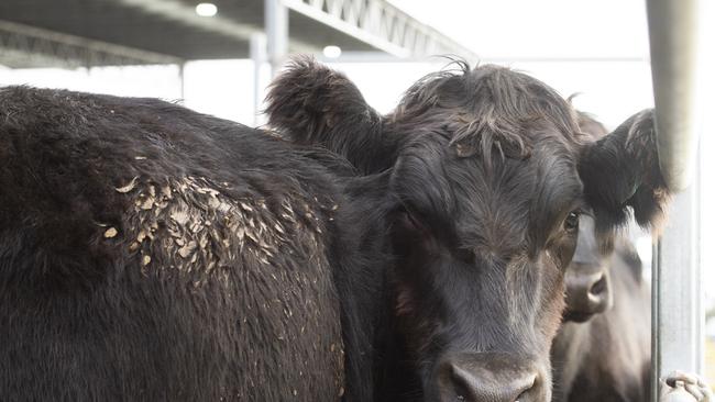 LIVESTOCK: Ballarat Saleyards cattle salesPICTURED: Ballarat Saleyards cattle sales. Angus cattle. Generic cattle sales. Stock Photo.Picture: Zoe Phillips