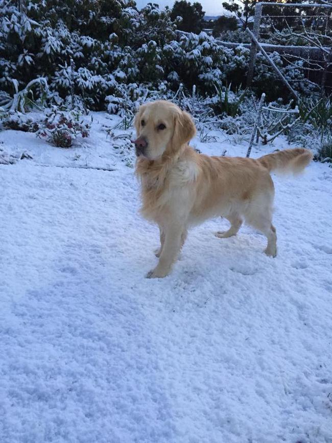 Casper the dog in the snow at Blackmans Bay. photo by Sabrina Males