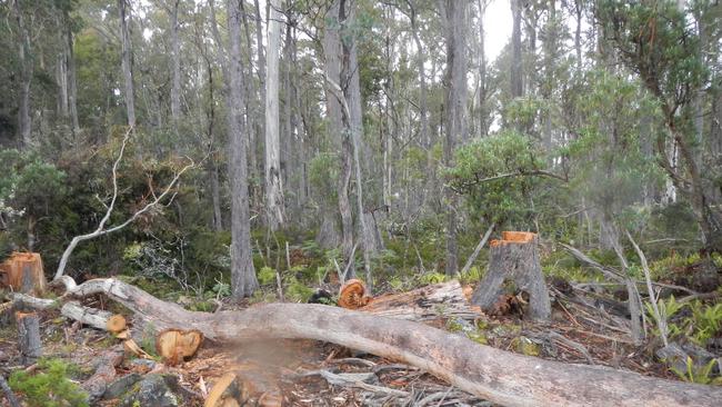 Damage caused by illegal firewood harvesting.