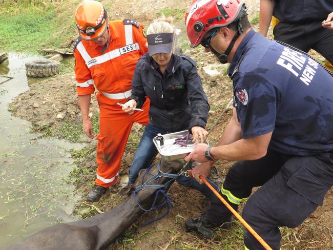 Rescue crews and Hawkesbury vet Dr Kylie Hardwicke with Matilda in the dam. Picture: Fire and Rescue NSW