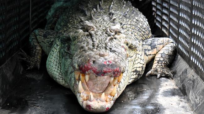 Department of Environment, Science and Innovation Wildlife Officers remove a saltwater crocodile, also known as an estuarine crocodile, measuring at least four metres in length at Port Hinchinbrook in Cardwell between Townsville and Cairns in North Queensland on Monday. The animal is believed to be responsible for an attack on a human and death of at least one pet dog. Picture: Cameron Bates