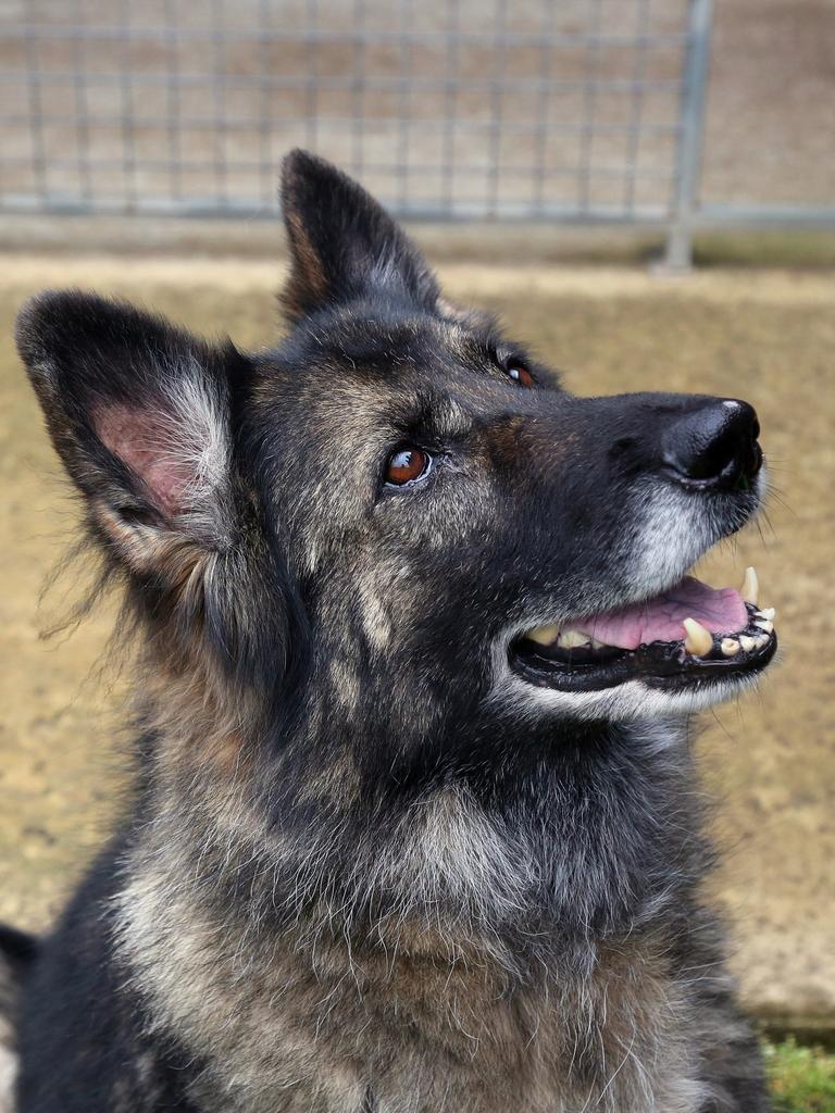 Tina Hunt has set up a Retired Police Dogs SA charity to provide financial support to the canine officers that have left the job. Picture: Supplied.