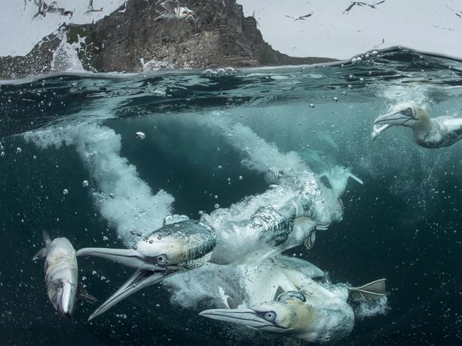 Fish feeding frenzy. Picture: Richard Shucksmith/Bird Photographer of the Year