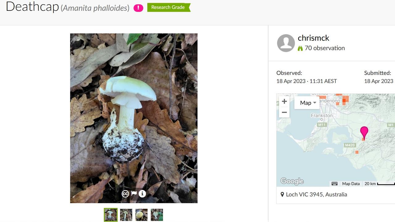 Ms McKenzie’s post on iNaturalist.