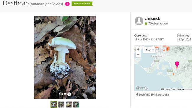 Ms McKenzie’s post on iNaturalist.