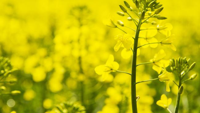 On-track: Central Victoria and North East Victoria crops’ soil moisture levels are tracking well, Agriculture Victoria grains agronomist Dale Boyd says.