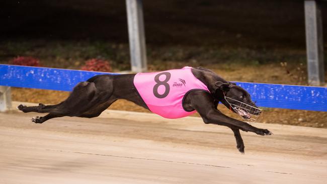 Sophie Zarr Wren wins for Reg Gardoll in the second heat of the Clarence Valley Sheds Maiden at Grafton Greyhounds