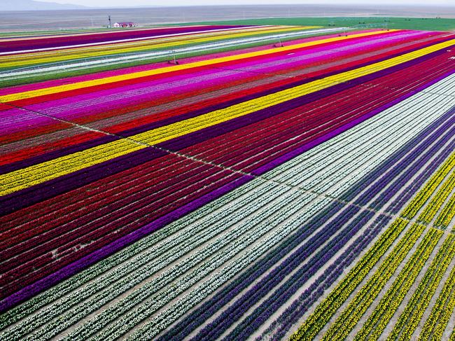 ESCAPE: KONYA, TURKEY - APRIL 13: Colorful tulip fields, sized 300 decare, which have been opened to public for two days in Karatay, Konya on April 13, 2016. (Photo by Murat Oner Tas/Anadolu Agency/Getty Images)