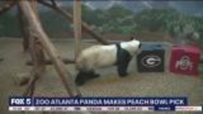 Zoo Atlanta giant panda makes Peach Bowl pick | news.com.au — Australia